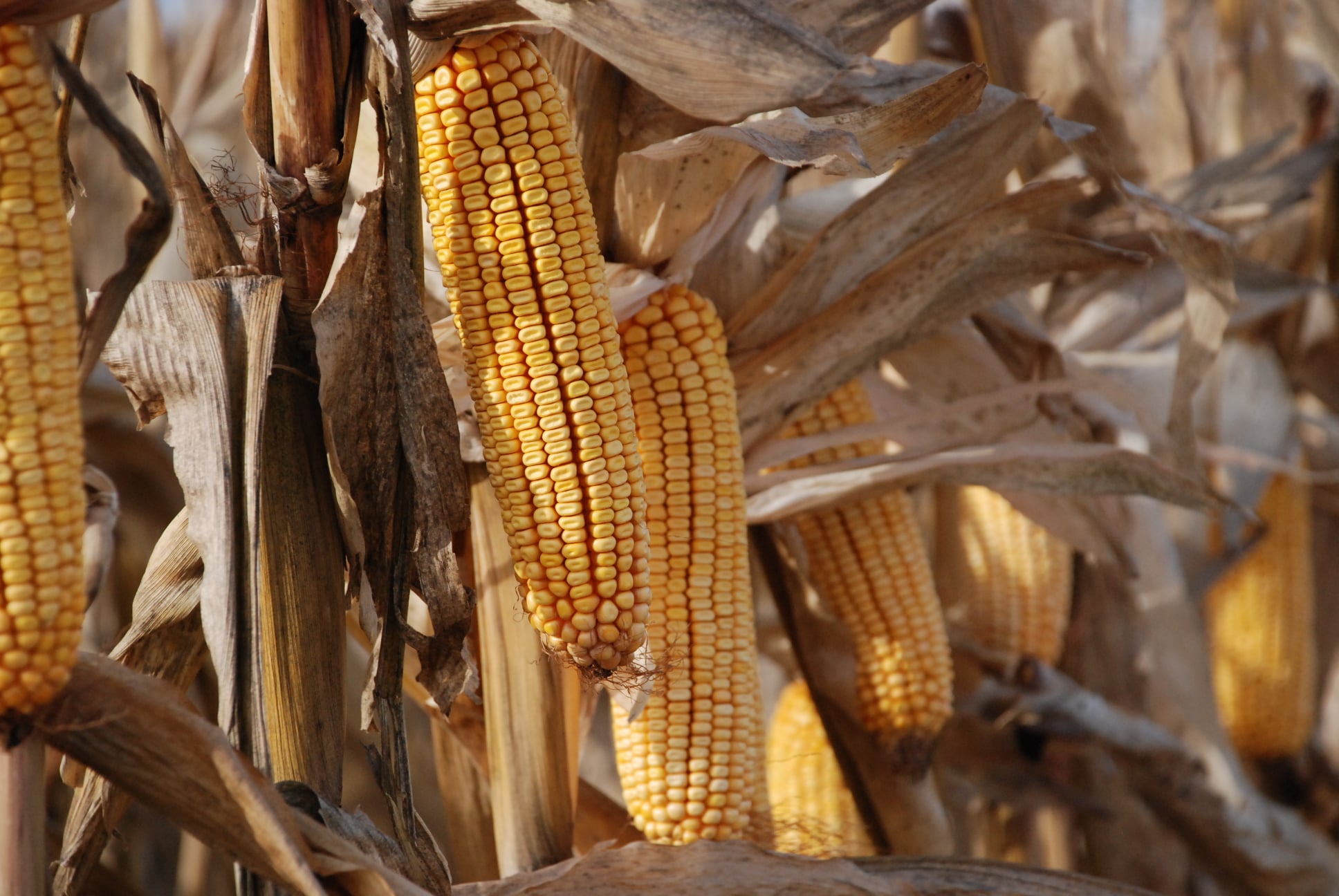 It’s #harvest day in one of our central Iowa Tech Trials. We are eager to see the yi…