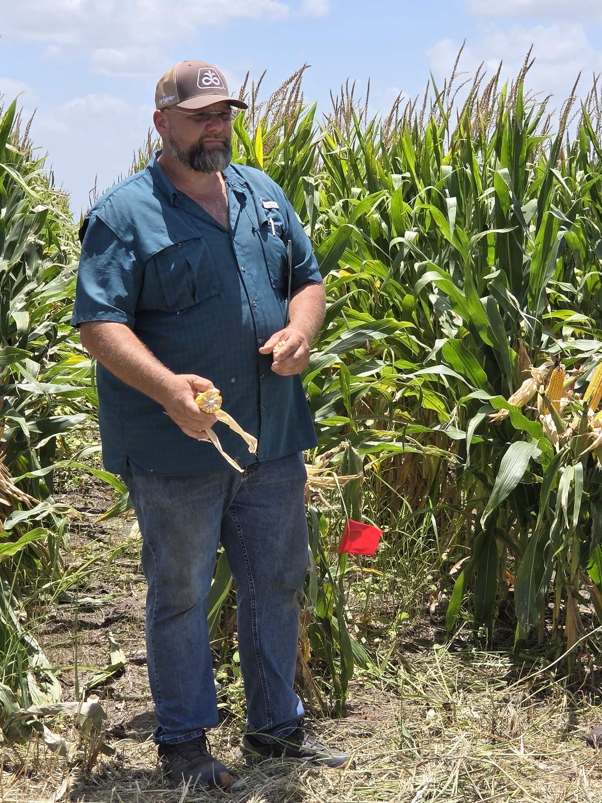 A man holding a pulled ear of corn, a red marker flag in the row beside him