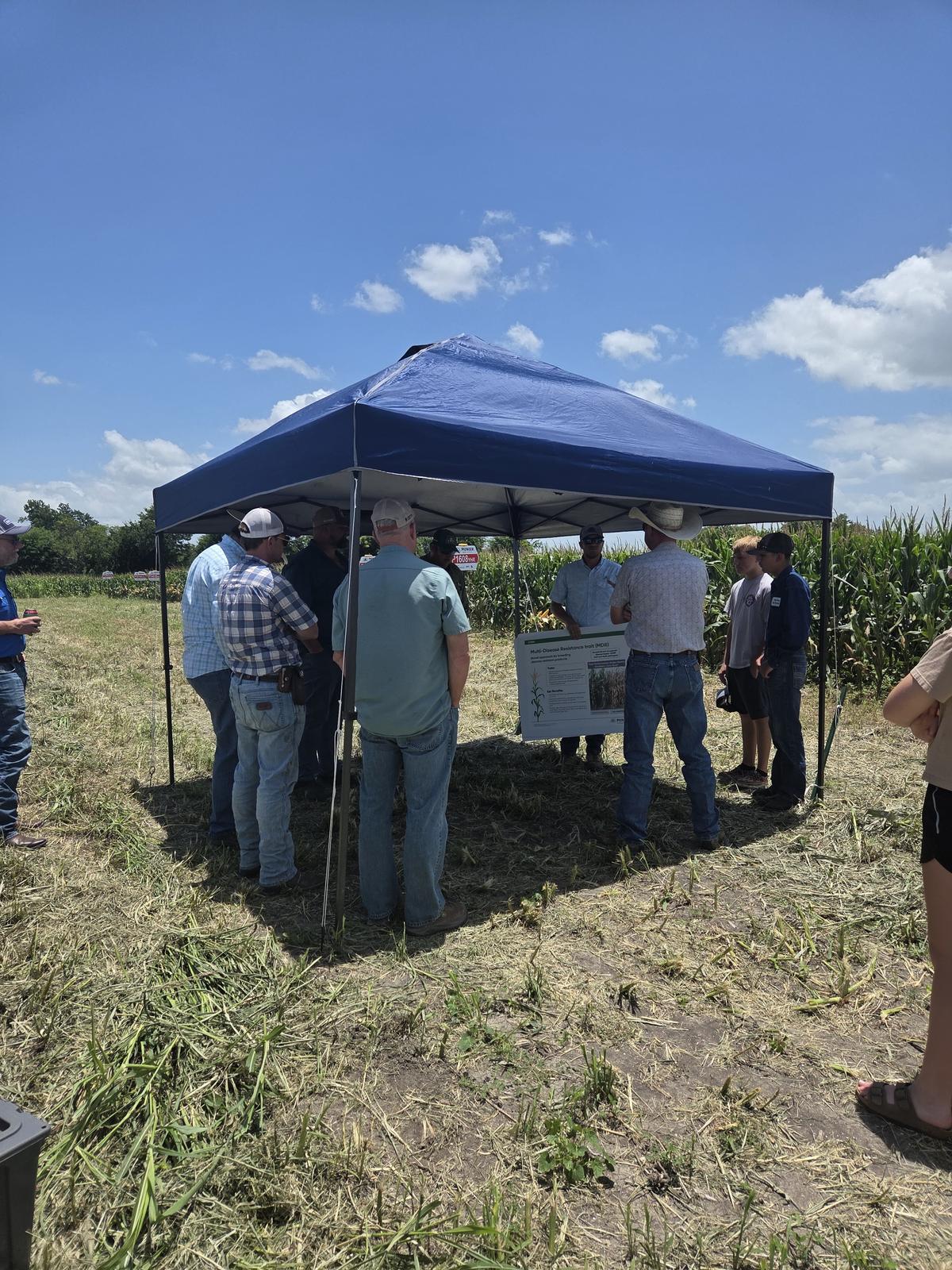 A blue canopy set up on the headland at the edge of the corn plot, a group gathered under it around a display board