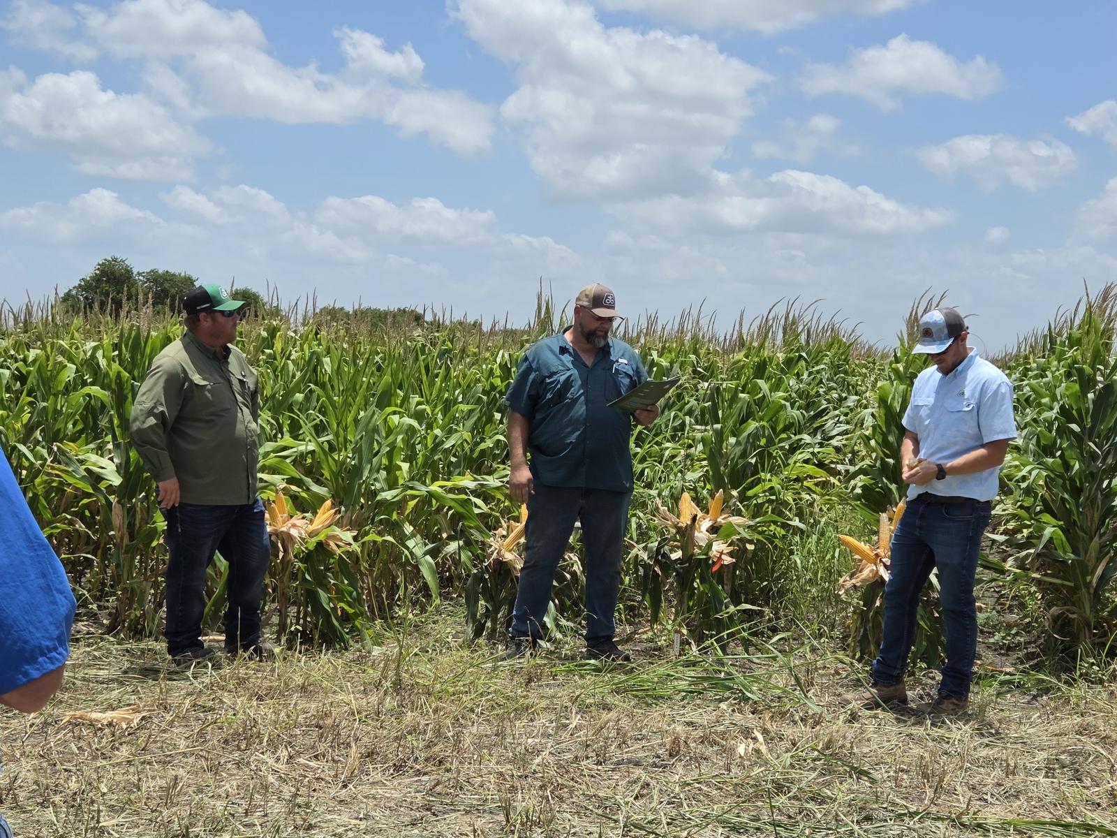 Three men standing among the corn rows, one of them holding a clipboard