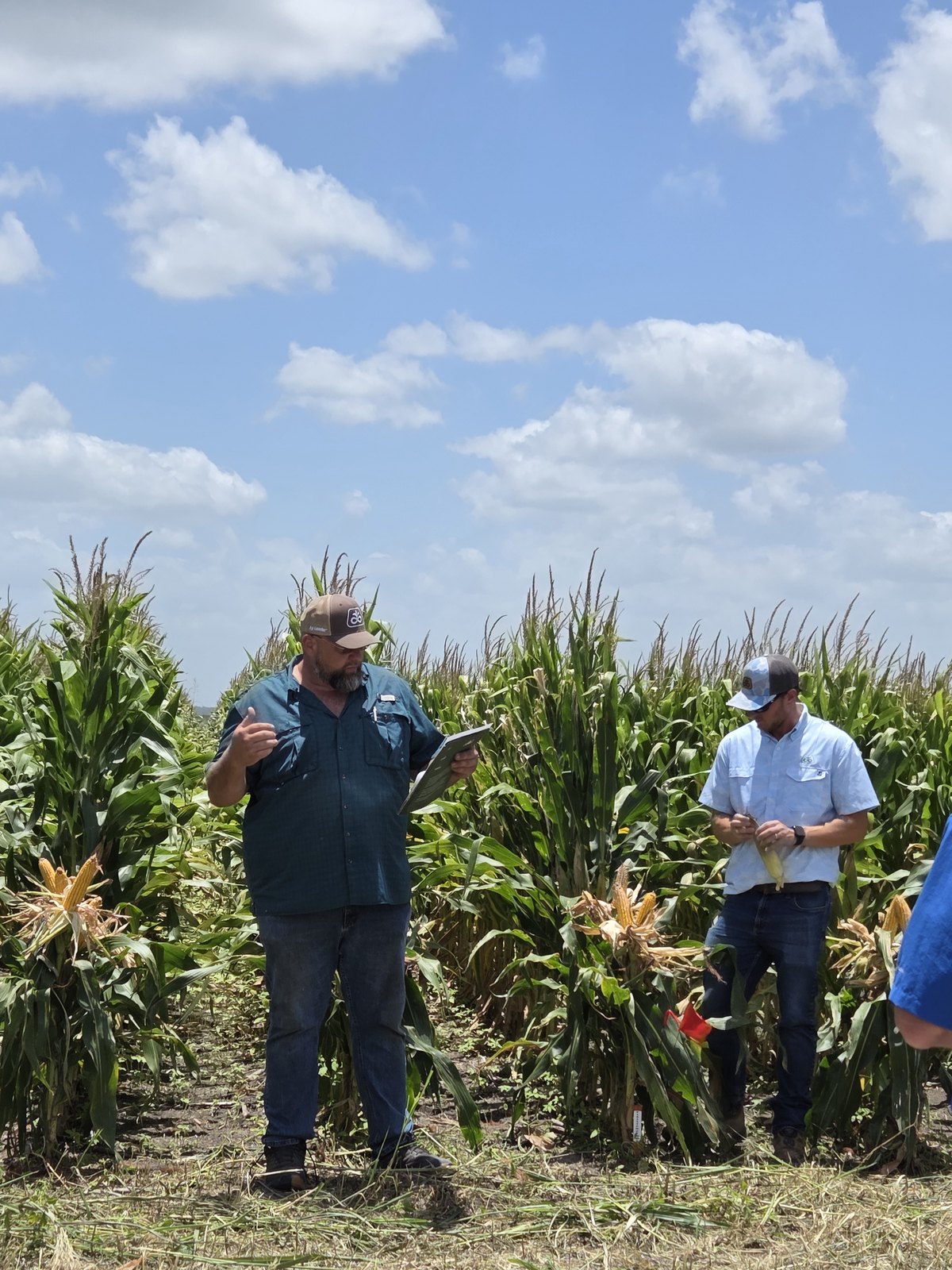 Two men out in the corn, the crop standing well above waist height